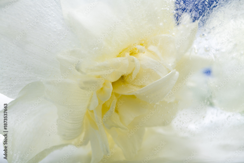 Fototapeta premium Close up of Creamy Flower Frozen in Ice
