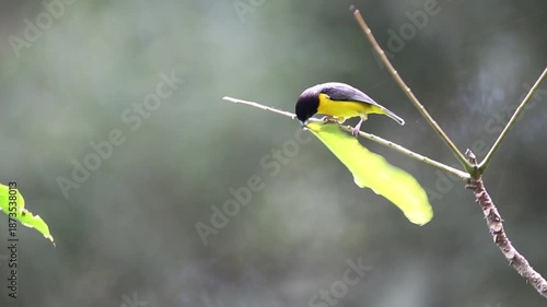 Dark-backed Weaver (Ploceus bicolor) in Nyungwe National Park, Rwanda
