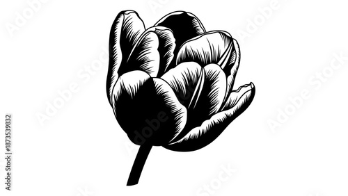 A black and white illustration of a tulip flower bud with detailed petals and stem viewed from the side