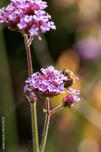 close up of a bee on a bright purple flower