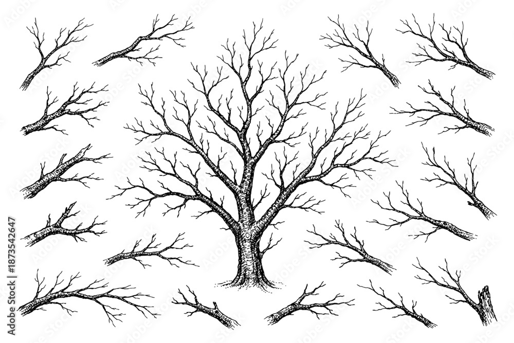 Obraz premium Intricate black and white tree with various leafless branches for design elements