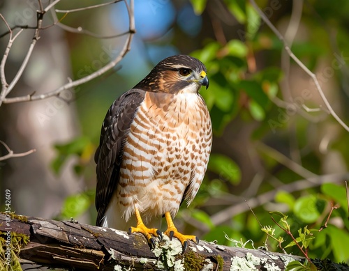 Perched raptor with reddish-brown breast, light-colored belly, and yellow legs, observing from a tree branch against a blurred green backdrop