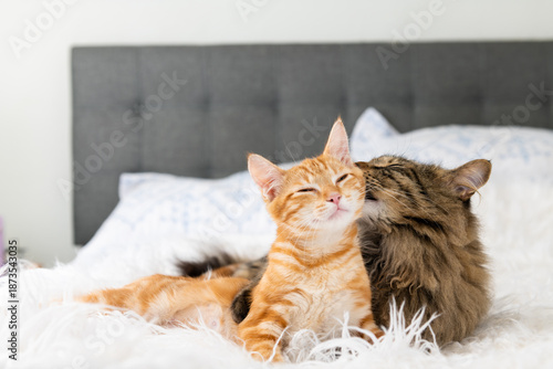 Two cats, Brown and Orange Tabby, Playing on Bed