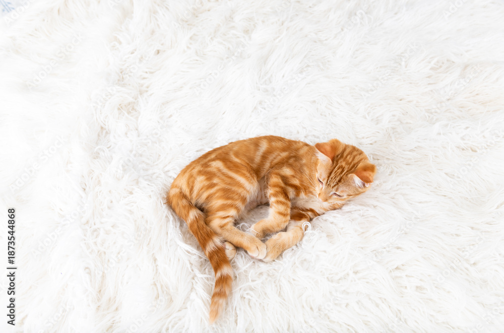 Obraz premium Close up of Orange Tabby Kitten Sleeping on White Blanket