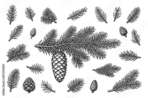 Detailed black and white pine cones and branches illustration with various needle patterns