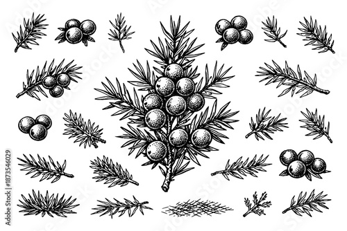 Detailed hand-drawn juniper berry and branch vector illustration collection
