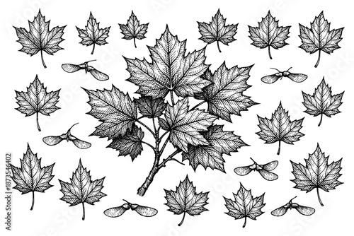 Intricate black and white maple leaf sketch with samaras