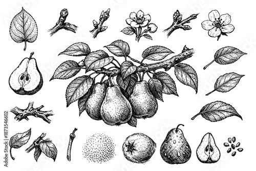 Detailed botanical illustrations of pears, leaves, and blossoms