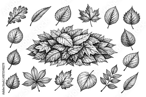 Intricate black and white leaf illustrations in various shapes and sizes
