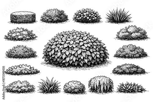 Detailed black and white sketches of various bushes and shrubs