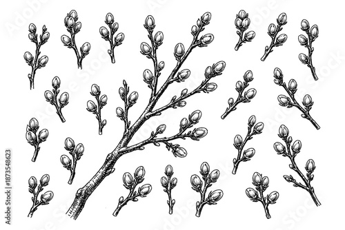 Detailed black and white botanical illustration of willow branches with buds