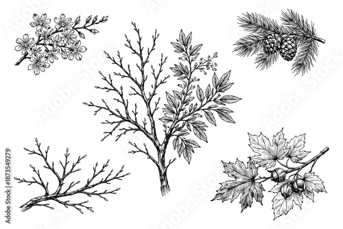 Detailed botanical illustrations of various tree branches and leaves