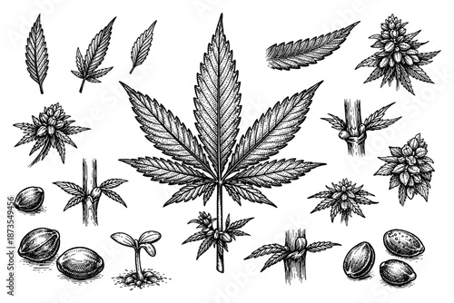 Detailed botanical illustrations of cannabis plant anatomy and growth stages