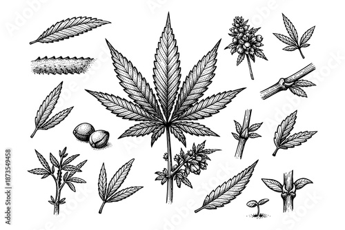 Detailed botanical illustrations of cannabis plant parts and leaves in black and white