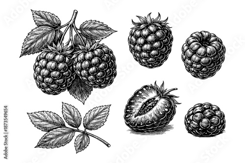 Detailed sketch of raspberries and leaves on white background