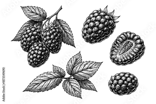 Detailed black and white raspberry sketch with leaves