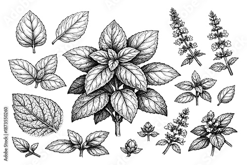 Detailed botanical drawing of various basil leaves and stems with flowers