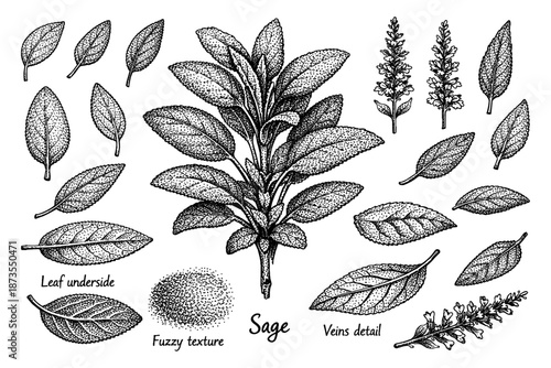 Detailed black and white illustrations of sage plant, leaves, and flowers