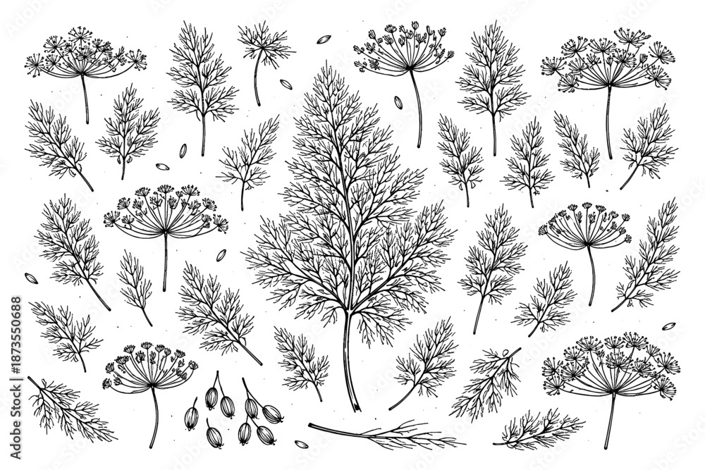 Fototapeta premium Intricate black and white botanical illustration of various dill plants and leaves