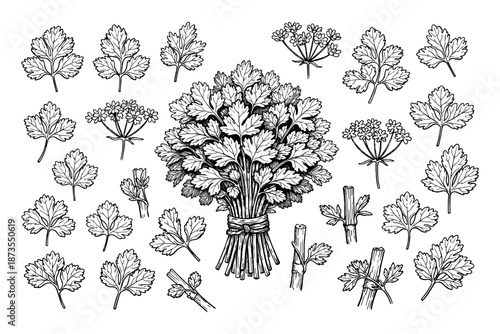 Detailed black-and-white botanical illustration of parsley leaves and stems