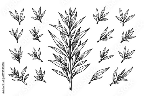Black and white botanical illustration of various leaves