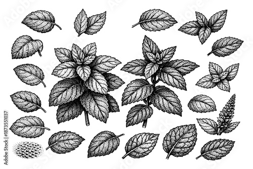 Intricate mint leaf collection with detailed patterns and textures