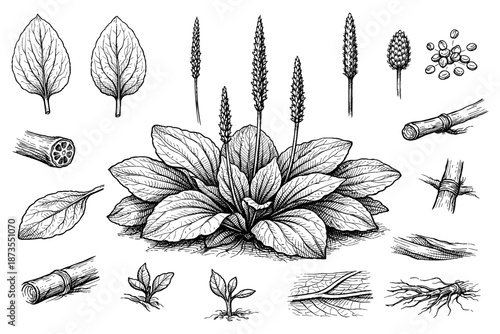 Detailed botanical illustrations of plantain plant leaves and structures