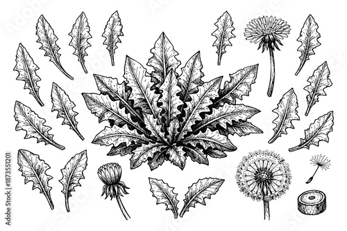 Botanical illustration of detailed dandelion leaves and flowers