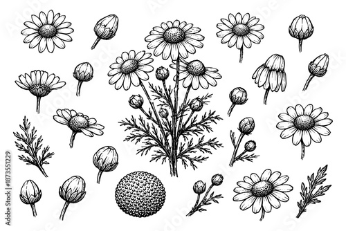 Hand-drawn botanical chamomile flowers and buds collection