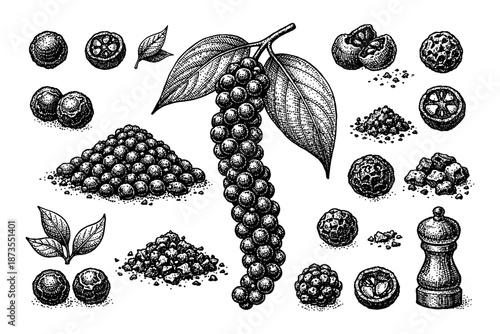 Black pepper plant illustration with vintage style seeds and grinder