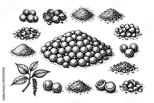 Variety of black pepper forms and plant illustration