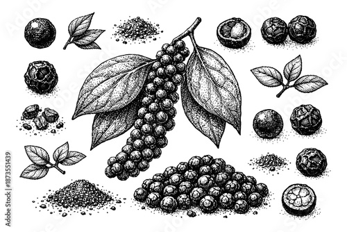 Black peppercorns and leaves: detailed botanical illustration of spice components