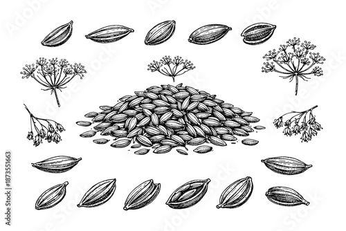 Vintage fennel seeds and blossoms illustration with detailed botanical elements
