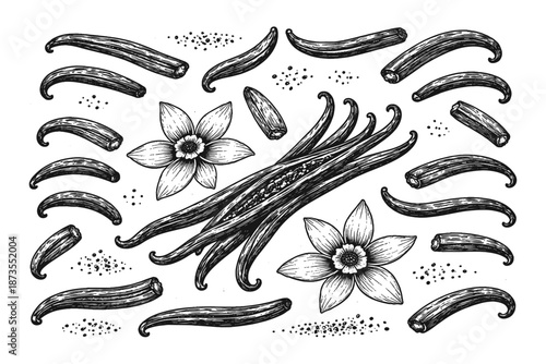 Vanilla beans and flowers in black and white botanical illustration