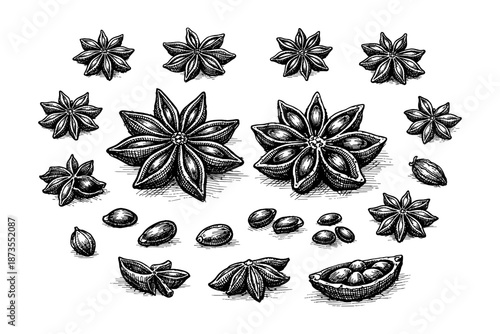 Hand-drawn star anise and cardamom pods with seeds in vintage black and white style