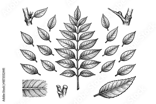 Intricate botanical drawing of leaf and branch patterns in detailed black and white