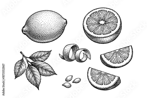 Hand-drawn lemon set: whole, sliced, peels, leaves, and seeds in detailed black and white