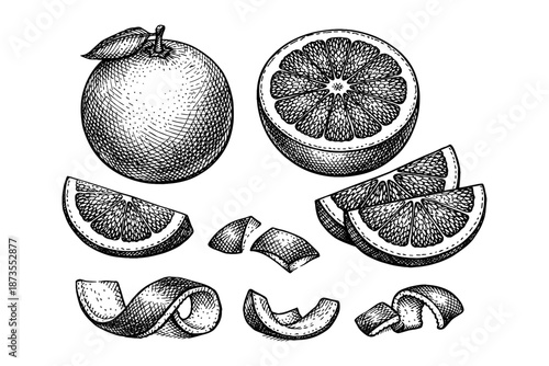 Hand-drawn grapefruit illustrations with whole, sliced, and peeled views