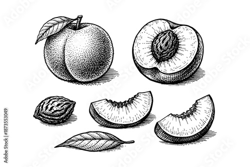 Hand-drawn peach illustrations: whole peach, halves, slices, pit, leaves