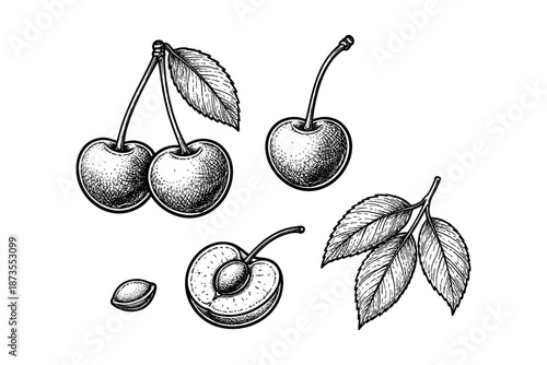 Hand-drawn cherry set: whole, halved, and leaf illustrations on white background