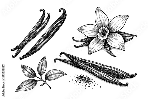 Vanilla: pods, flower, leaves, and seeds in detailed black and white sketch