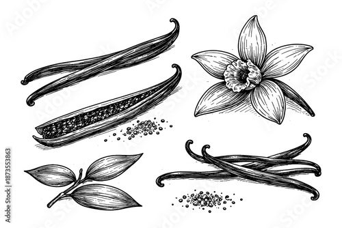Hand-drawn vanilla pods and flower botanical illustration