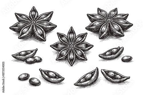 Hand-drawn star anise illustrations with pods and seeds