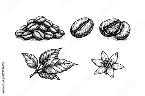 Hand-drawn coffee beans, leaves, and flower illustrations