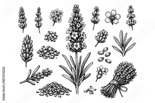 Detailed botanical illustration of lavender flowers and seeds in black and white