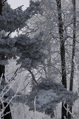 pine branches covered with frost in winter