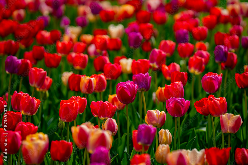 Fototapeta premium Vivid flowers and spring background with tulips. Tulip field with vibrant spring flowers. Multicolored vivid tulips flowers pattern. Natural tulip landscape with spring colors. Blooming tulip field.