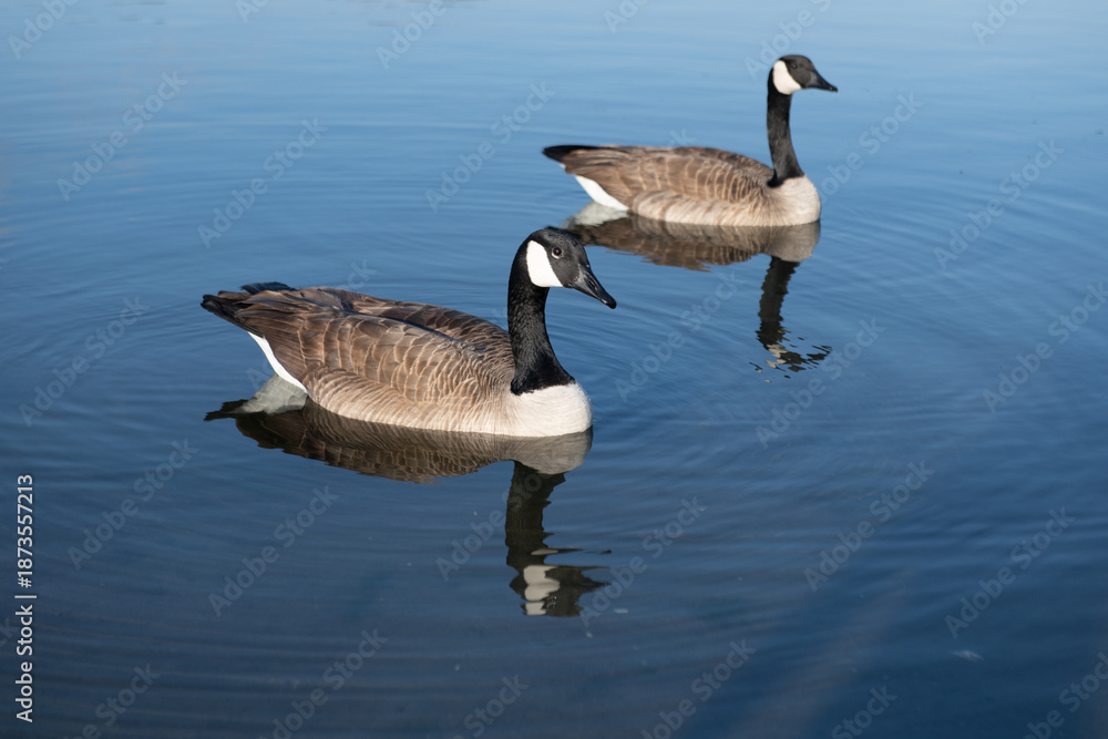 Obraz premium Goose swims calmly on the lake. Goose shows natural wildlife behavior. A wild goose reflects softly in the water. The goose brings peaceful nature mood.