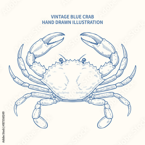 Vintage hand drawn blue crab illustration, detailed engraving sketch of marine crustacean for seafood and nautical design isolated