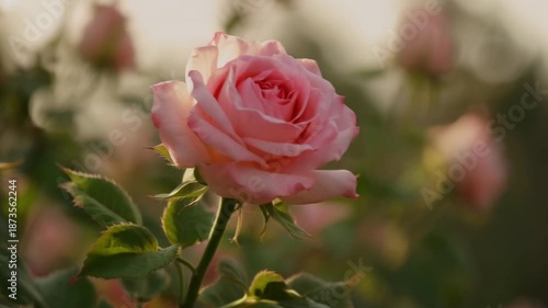 Pink Rose Side Profile in Soft Sunlight
